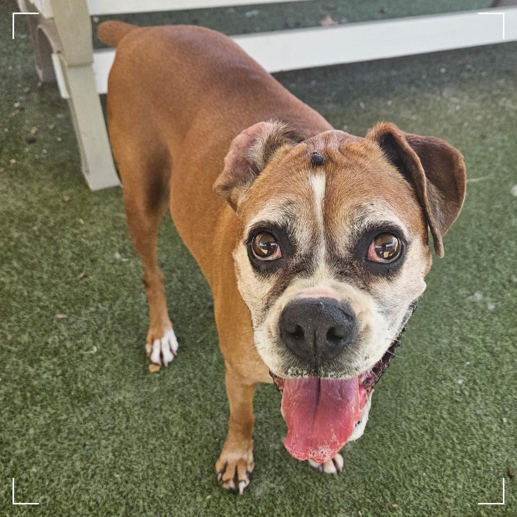 Enlarge LOUISE, a Adoptable Boxer in Upland, CA image 1/5