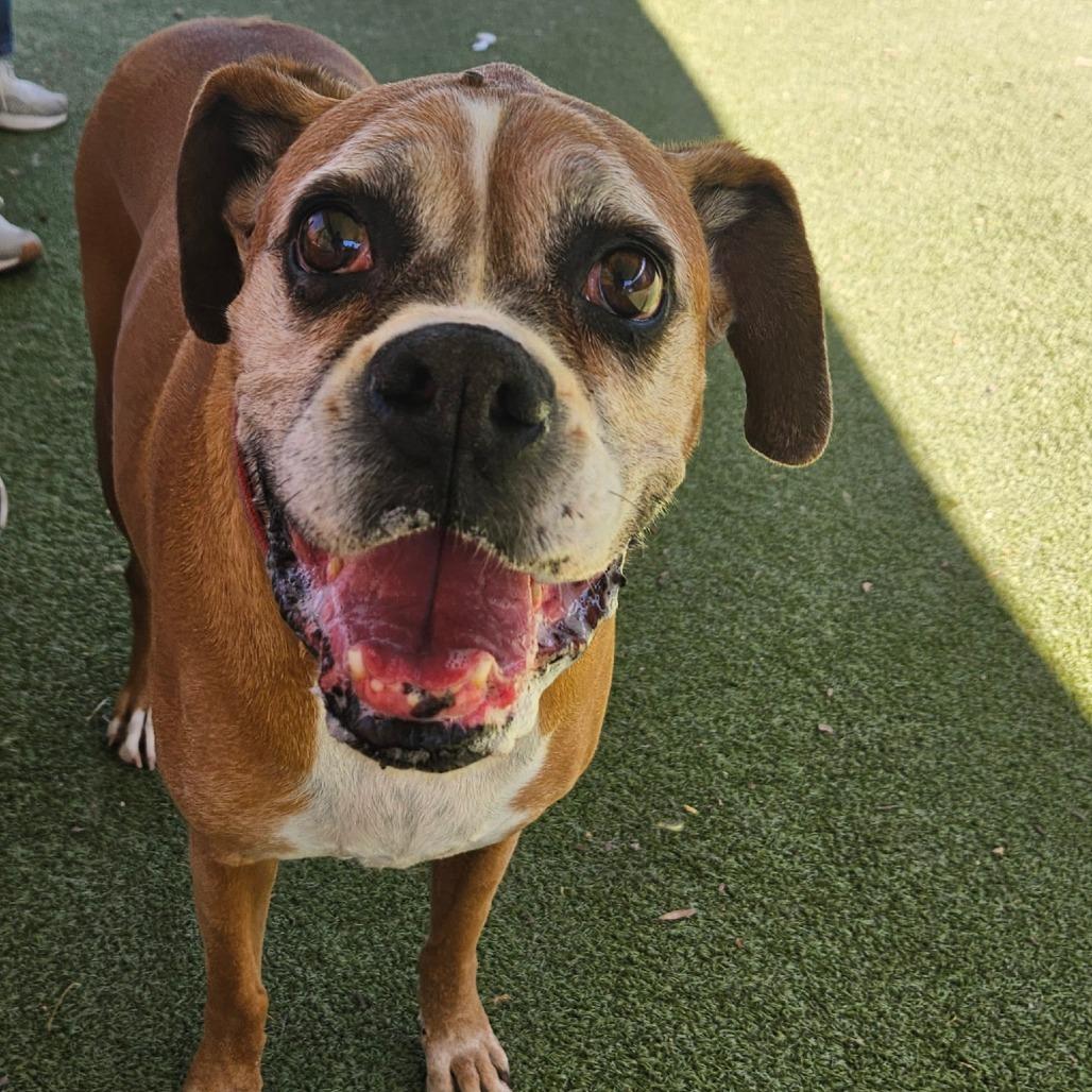 Enlarge LOUISE, a Adoptable Boxer in Upland, CA image 2/5