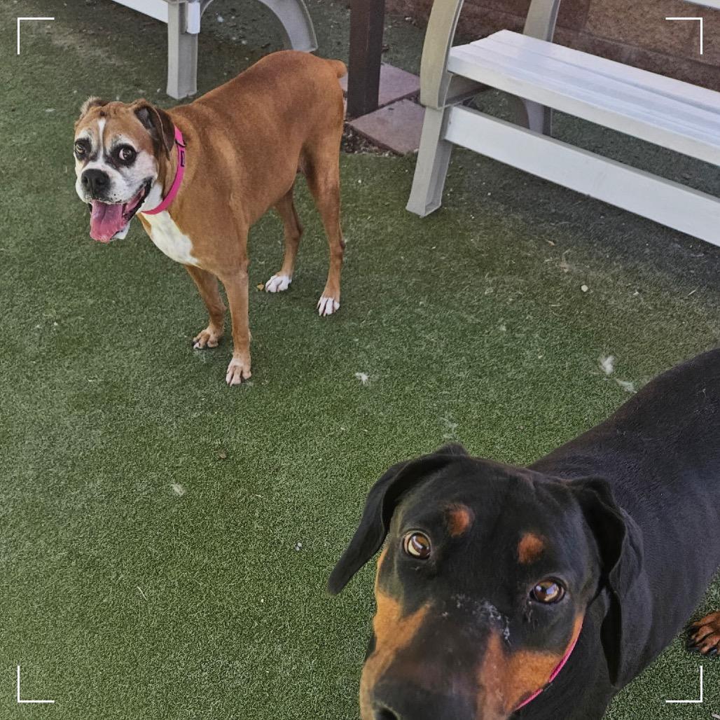 Enlarge LOUISE, a Adoptable Boxer in Upland, CA image 3/5