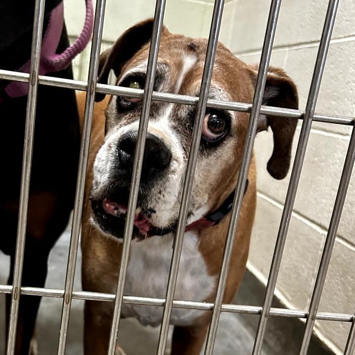 Enlarge LOUISE, a Adoptable Boxer in Upland, CA image 4/5