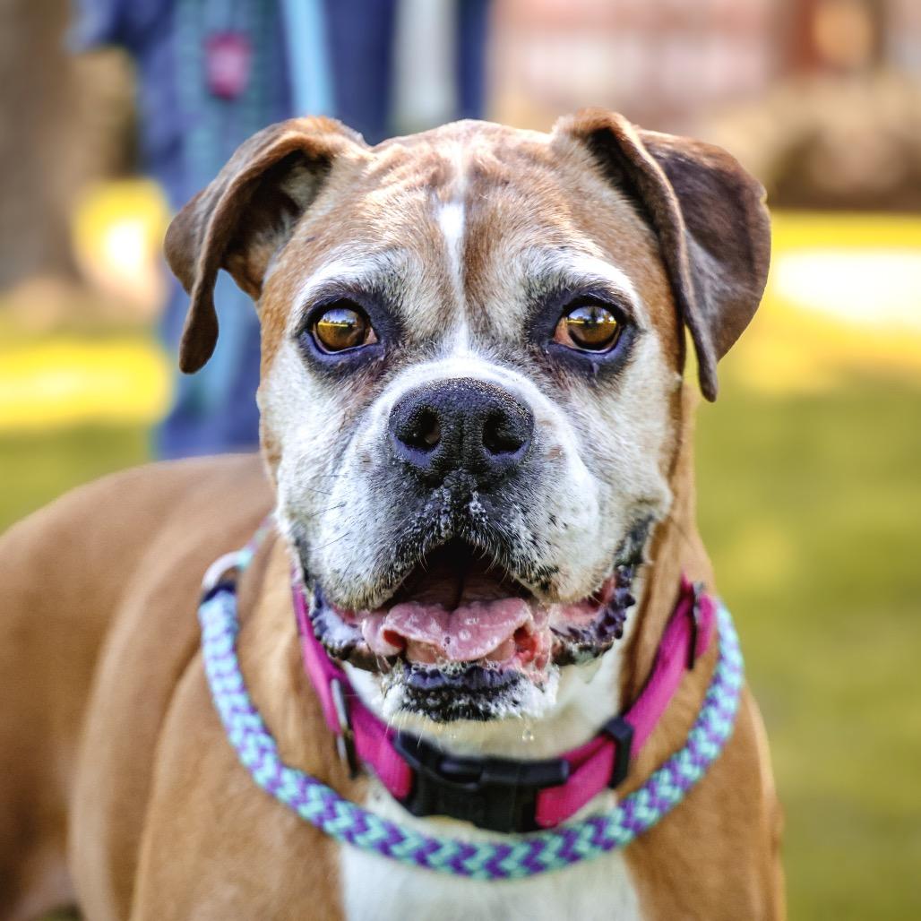 Enlarge LOUISE, a Adoptable Boxer in Upland, CA image 5/5
