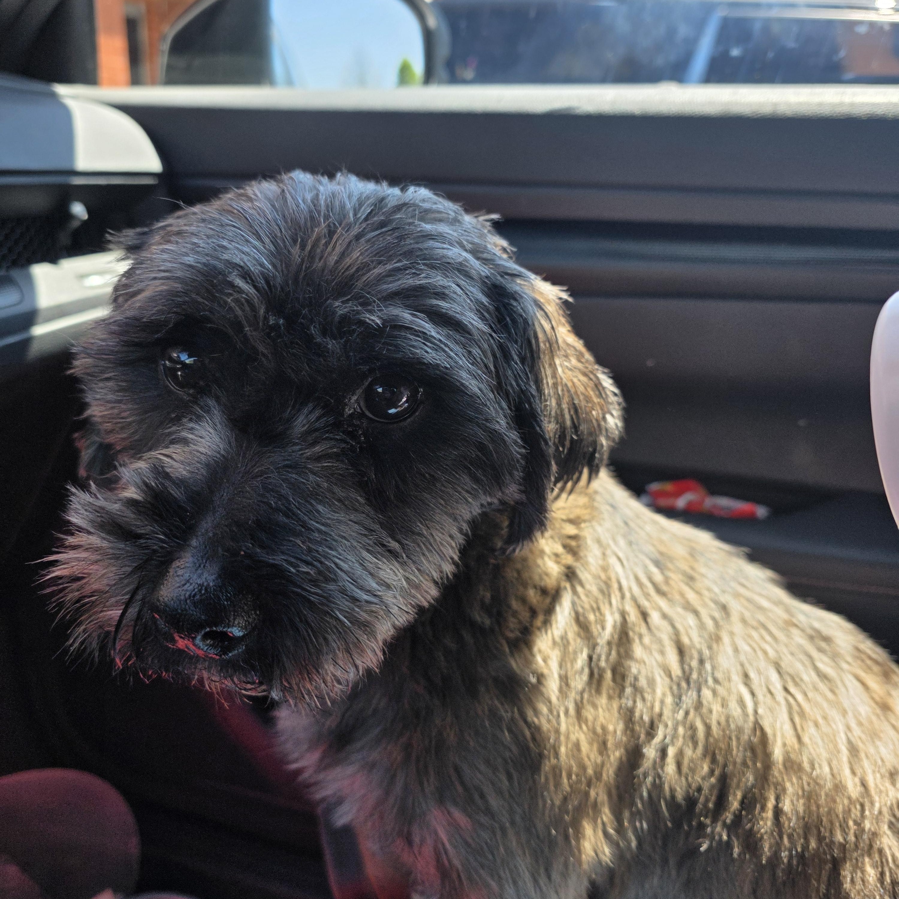 Enlarge Minx, an adopted mixed breed in Stockbridge, GA image 2/2