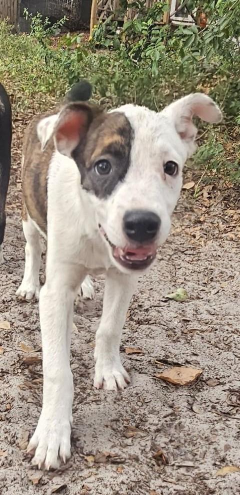 Roxy, Warm, Comical. A D O R A B L E, a Adoptable mixed breed in St. Petersburg, FL image 3/3