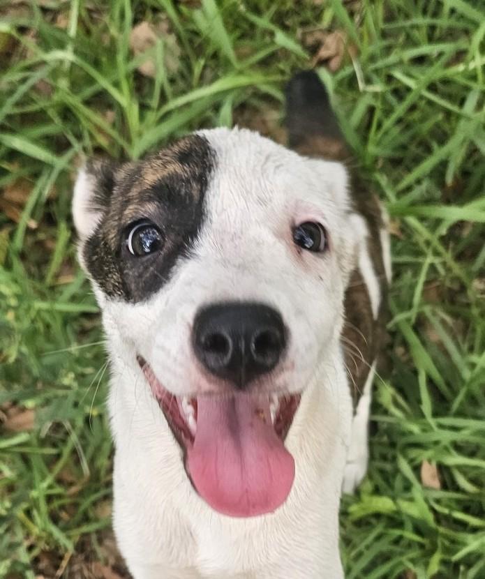 Roxy, Warm, Comical. A D O R A B L E, Adoptable, Puppy Female Labrador Retriever & Rat Terrier.