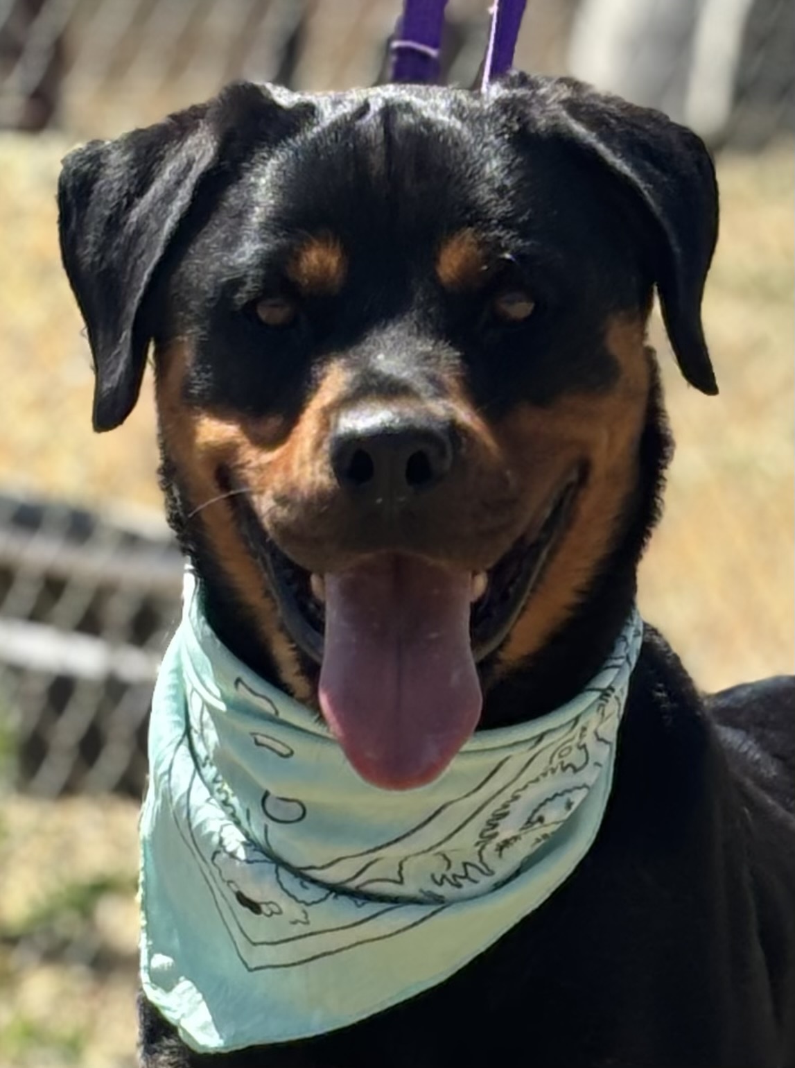 Enlarge Mamba, a Adoptable Rottweiler in Woodland, CA image 1/1