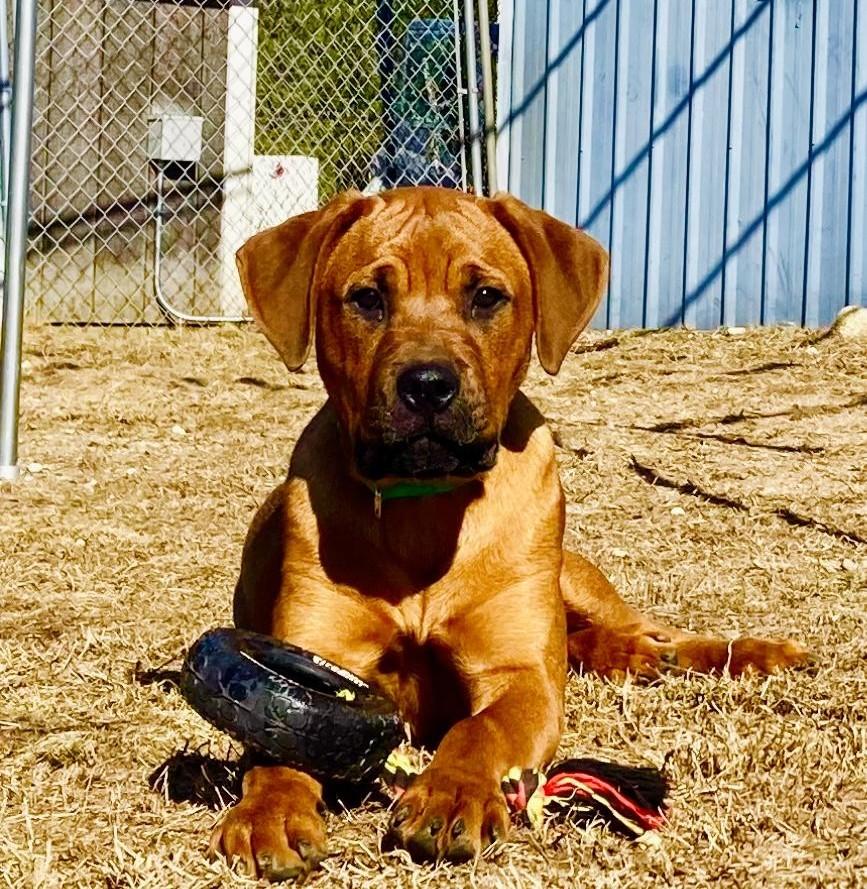 Enlarge Clover, a Adopted mixed breed in Westfield, MA image 1/3