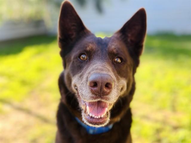 Enlarge CHARLIE BROWN, a Adoptable Australian Kelpie in Ojai, CA image 1/1