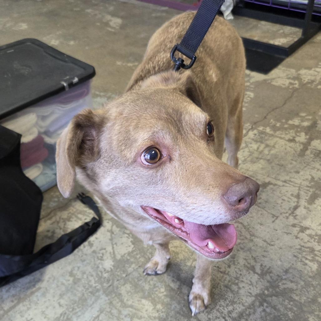 Enlarge Jasper (Vaughn), a Adoptable mixed breed in Branson, MO image 1/6