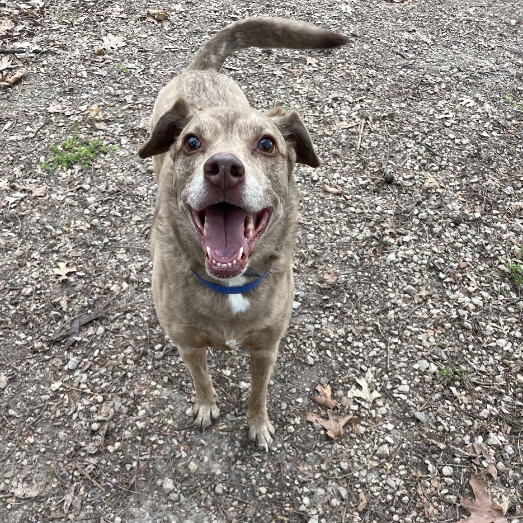 Enlarge Jasper (Vaughn), a Adoptable mixed breed in Branson, MO image 2/6