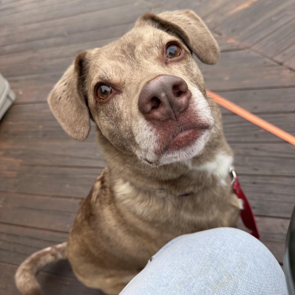 Enlarge Jasper (Vaughn), a Adoptable mixed breed in Branson, MO image 3/6