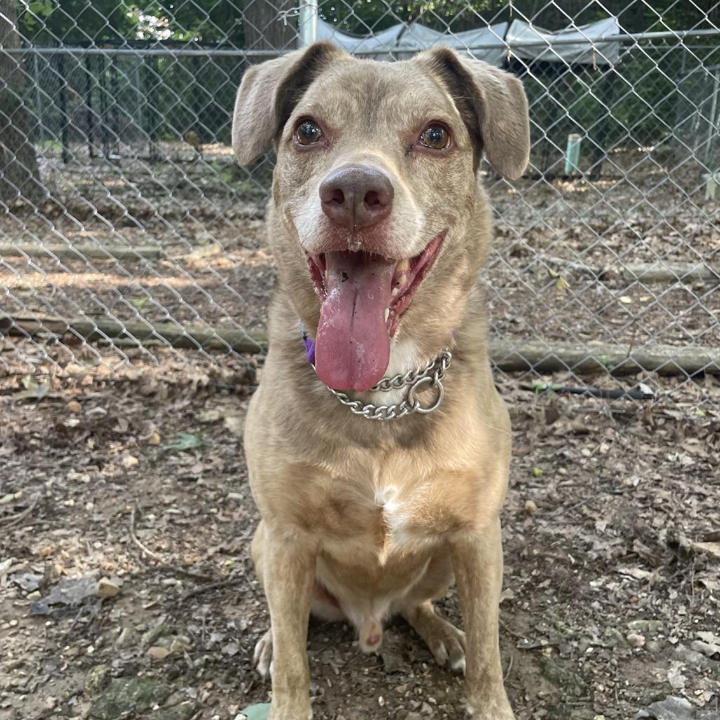 Enlarge Jasper (Vaughn), a Adoptable mixed breed in Branson, MO image 3/6