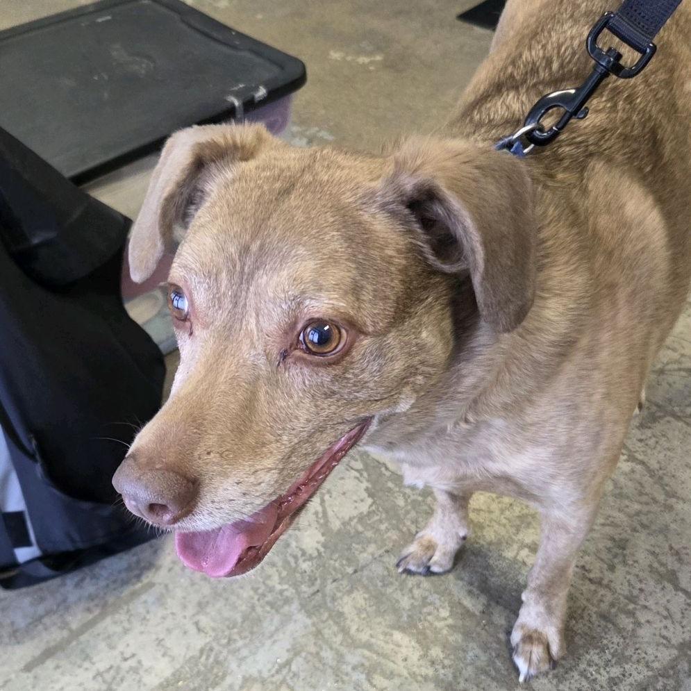 Enlarge Jasper (Vaughn), a Adoptable mixed breed in Branson, MO image 4/6