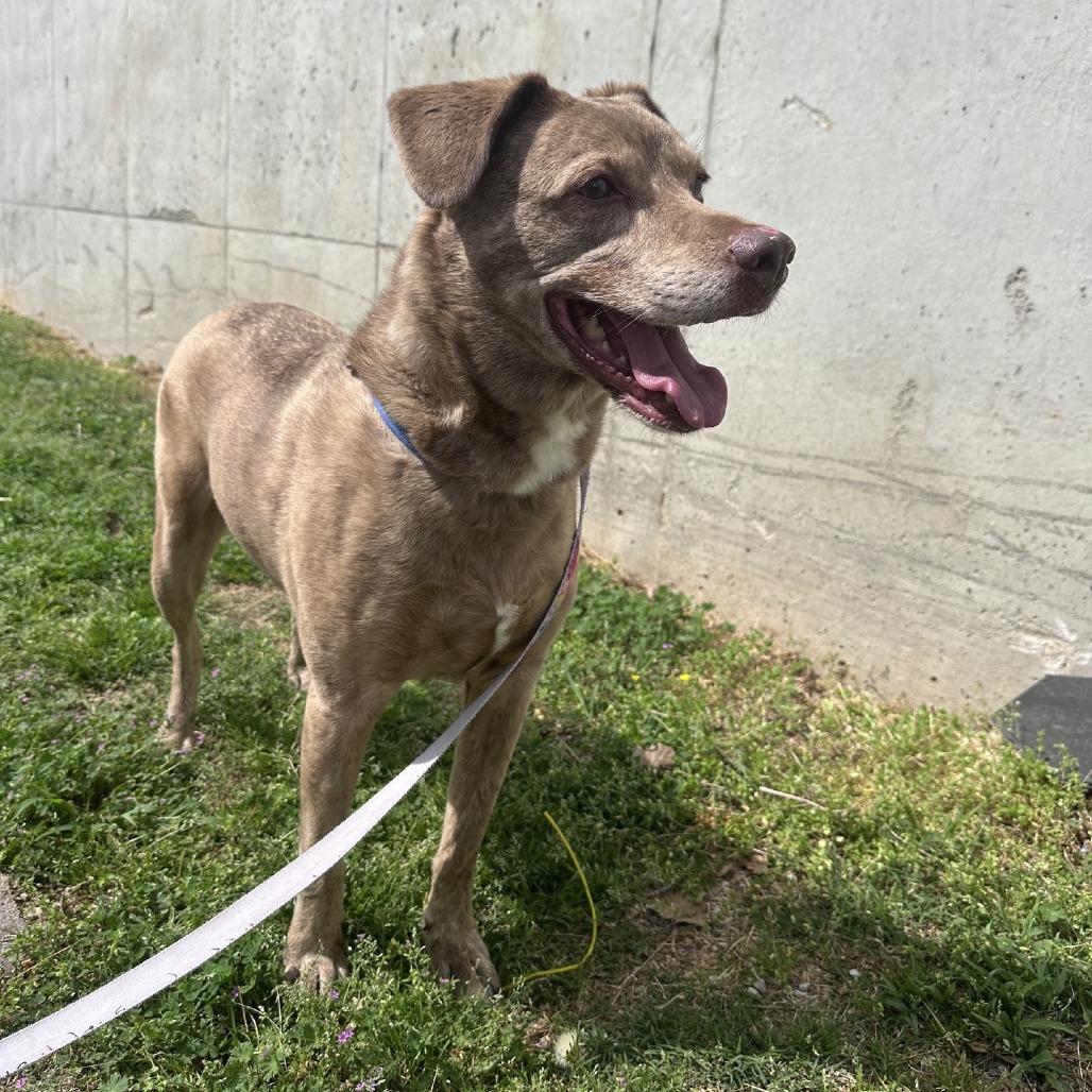 Jasper (Vaughn), a Adoptable mixed breed in Branson, MO image 4/6