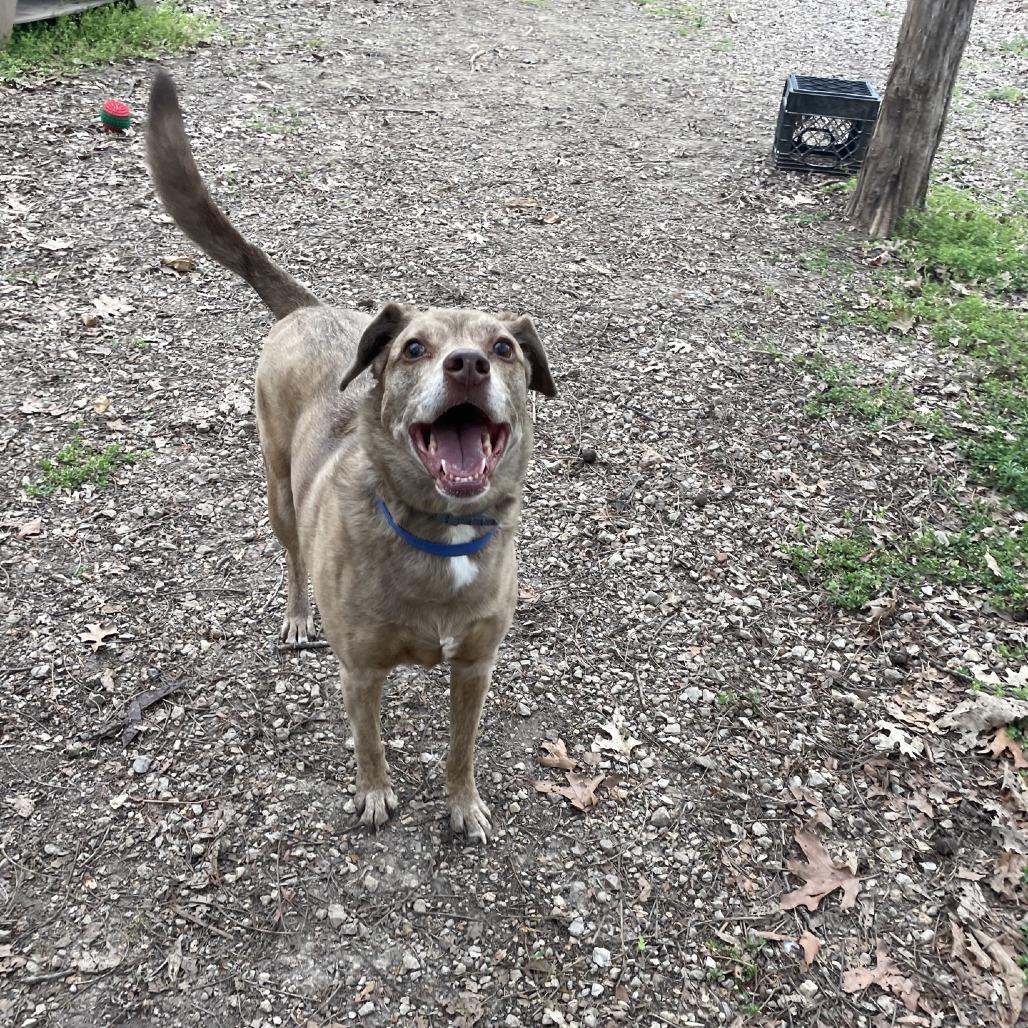 Enlarge Jasper (Vaughn), a Adoptable mixed breed in Branson, MO image 5/6