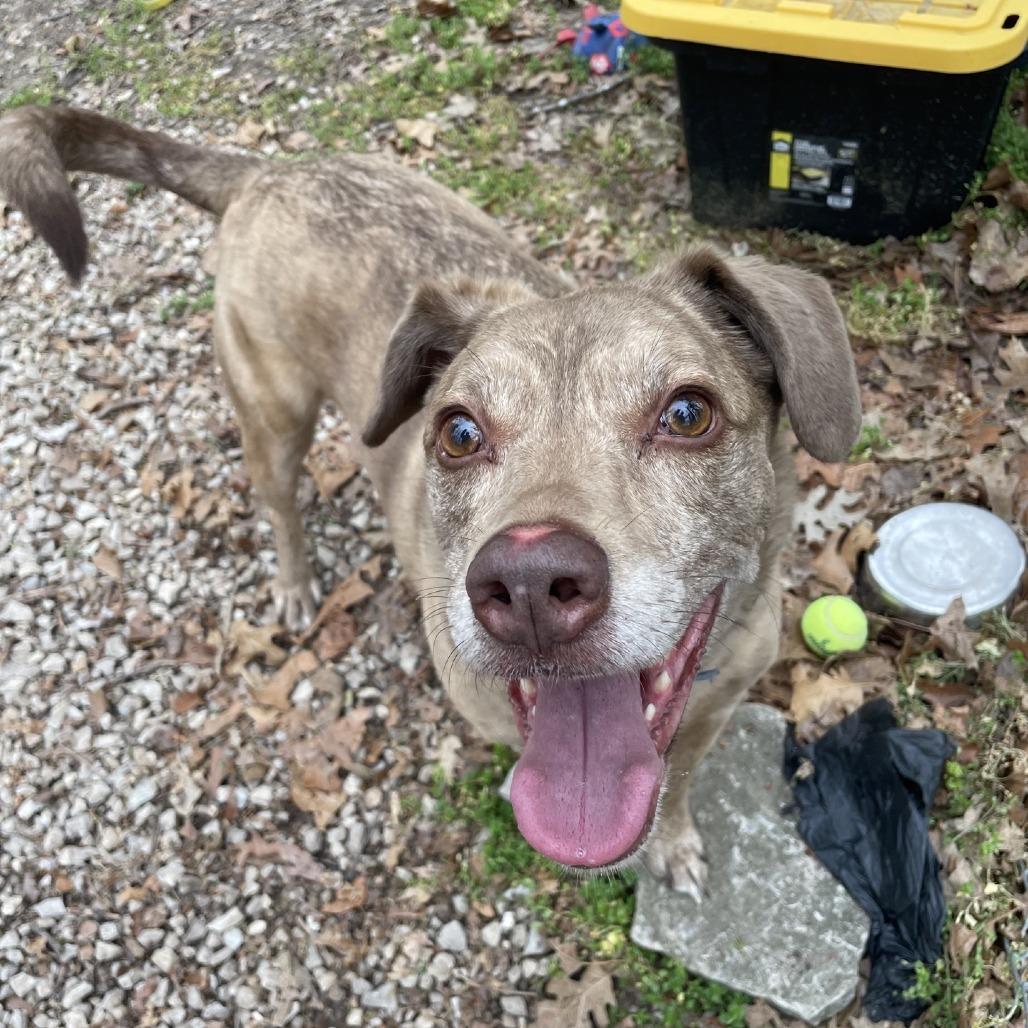 Enlarge Jasper (Vaughn), a Adoptable mixed breed in Branson, MO image 6/6