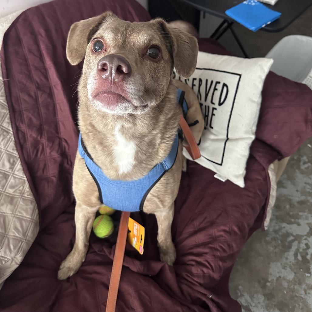 Jasper (Vaughn), a Adoptable mixed breed in Branson, MO image 6/6