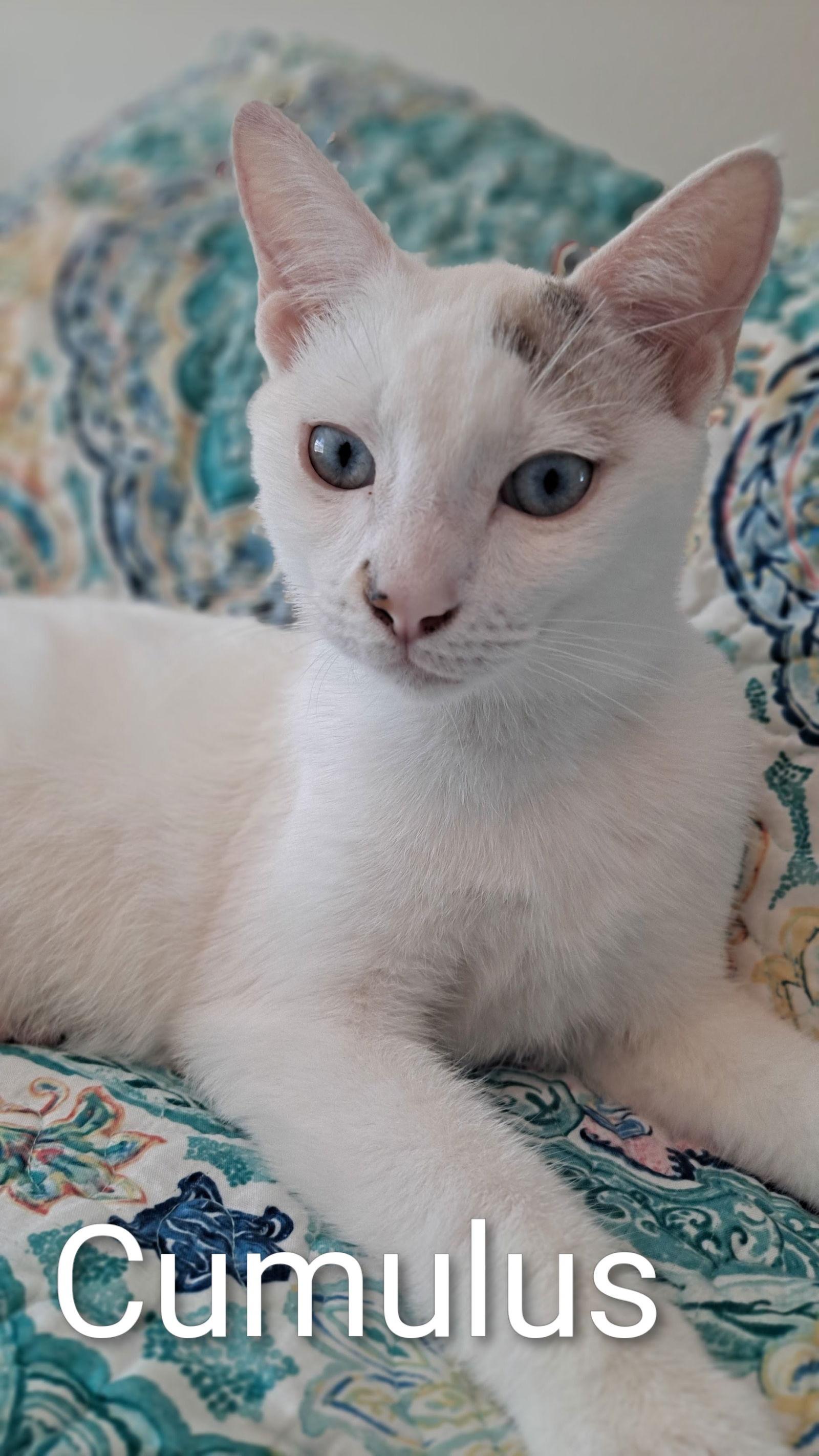 Enlarge Cumulus (new), a Adoptable Domestic Short Hair in Wesley Chapel, FL image 3/3