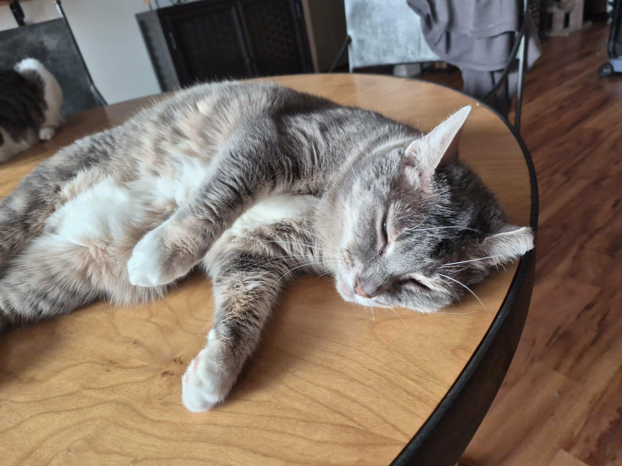Tootsie , a Adoptable Domestic Short Hair in North Myrtle Beach, SC image 1/3