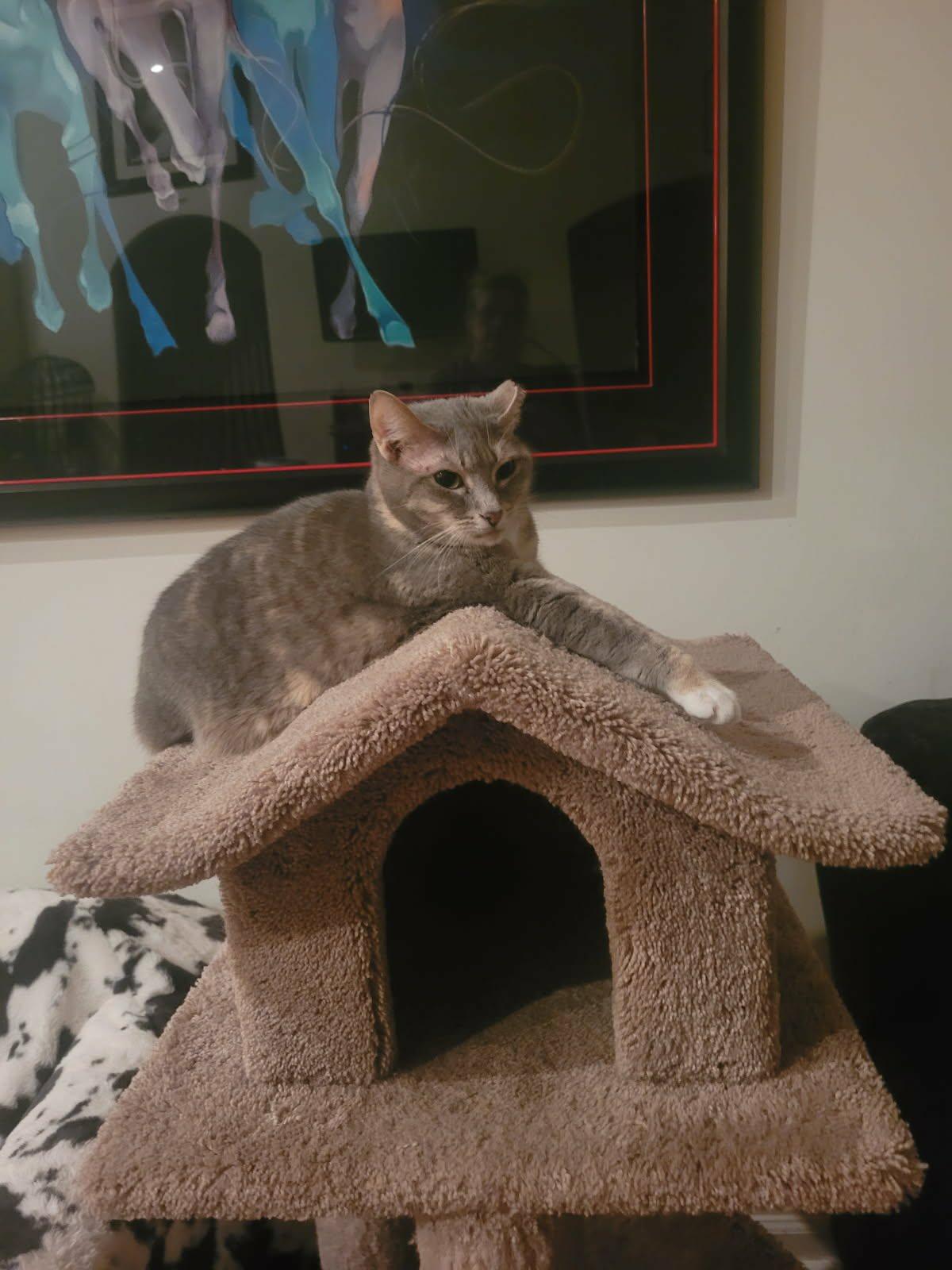 Tootsie , a Adoptable Domestic Short Hair in North Myrtle Beach, SC image 3/3