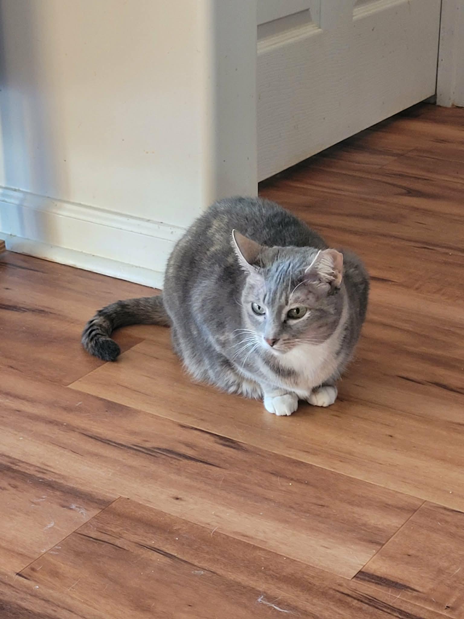 Tootsie , a Adoptable Domestic Short Hair in North Myrtle Beach, SC image 2/3