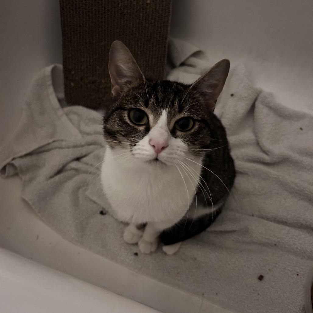 Hopper 2 — thumbnail 2