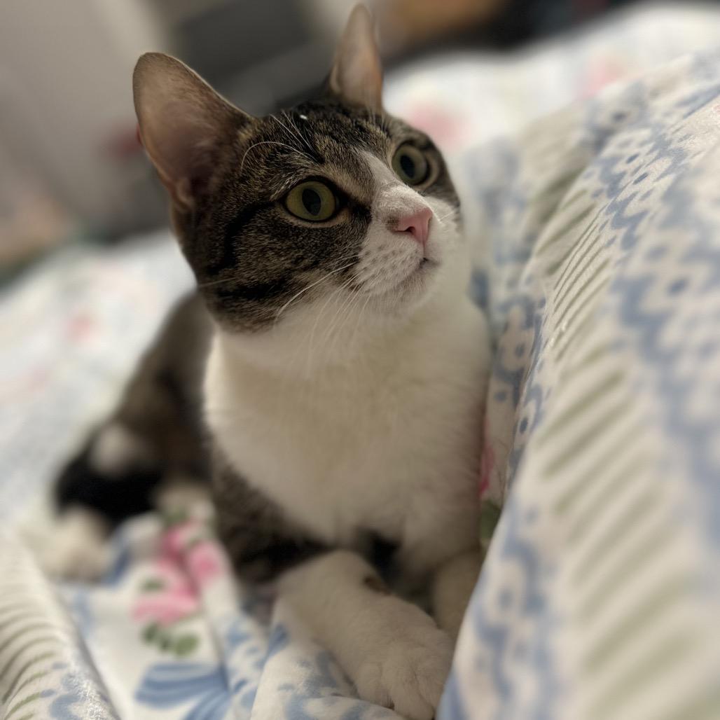 Hopper 2 — thumbnail 3