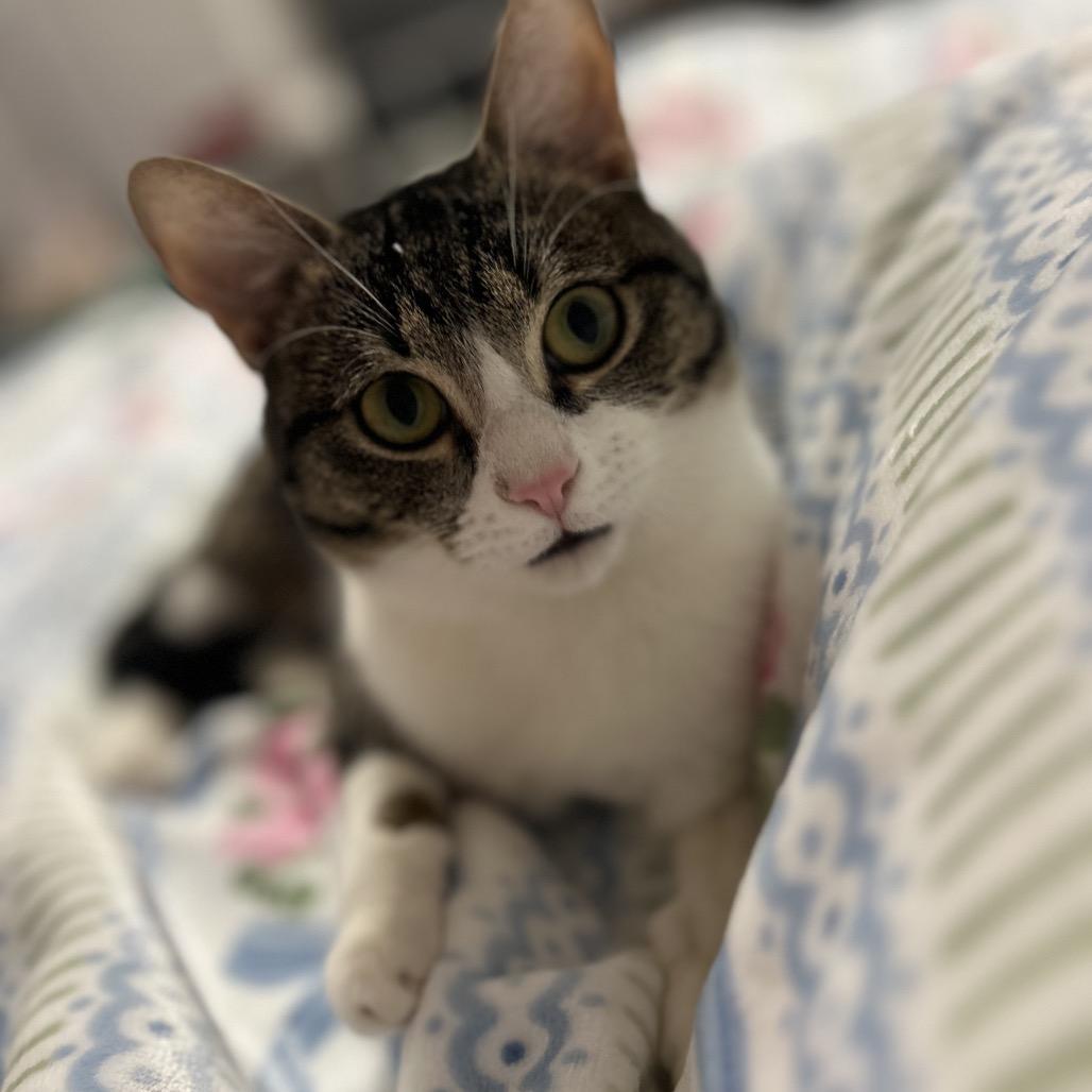 Hopper 2 — thumbnail 4