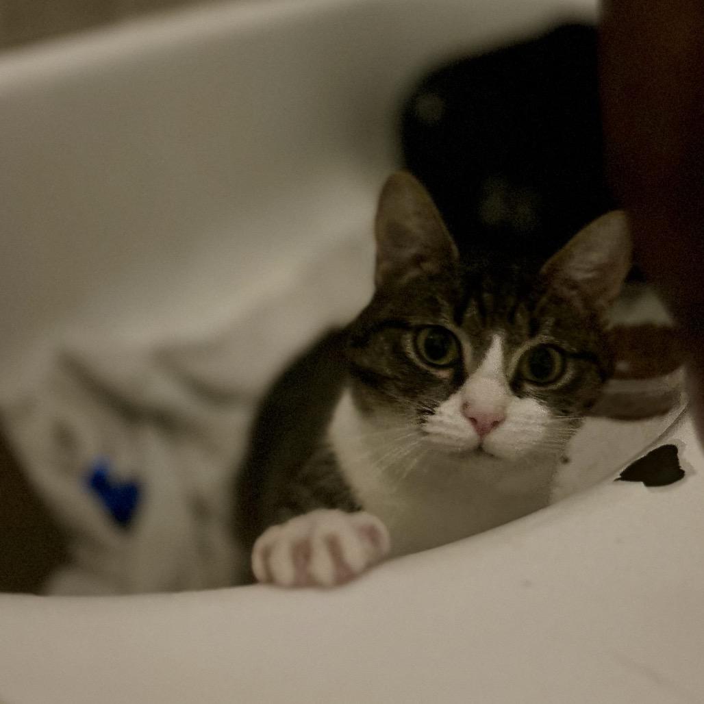 Hopper 2 — thumbnail 5