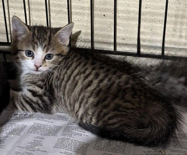 Roman, Adopted, Young Male Domestic Short Hair.