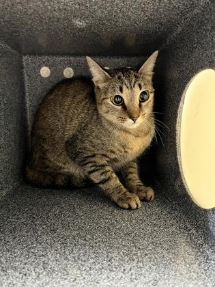 Geranium, Adoptable, Young Female Domestic Short Hair & Domestic Short Hair.