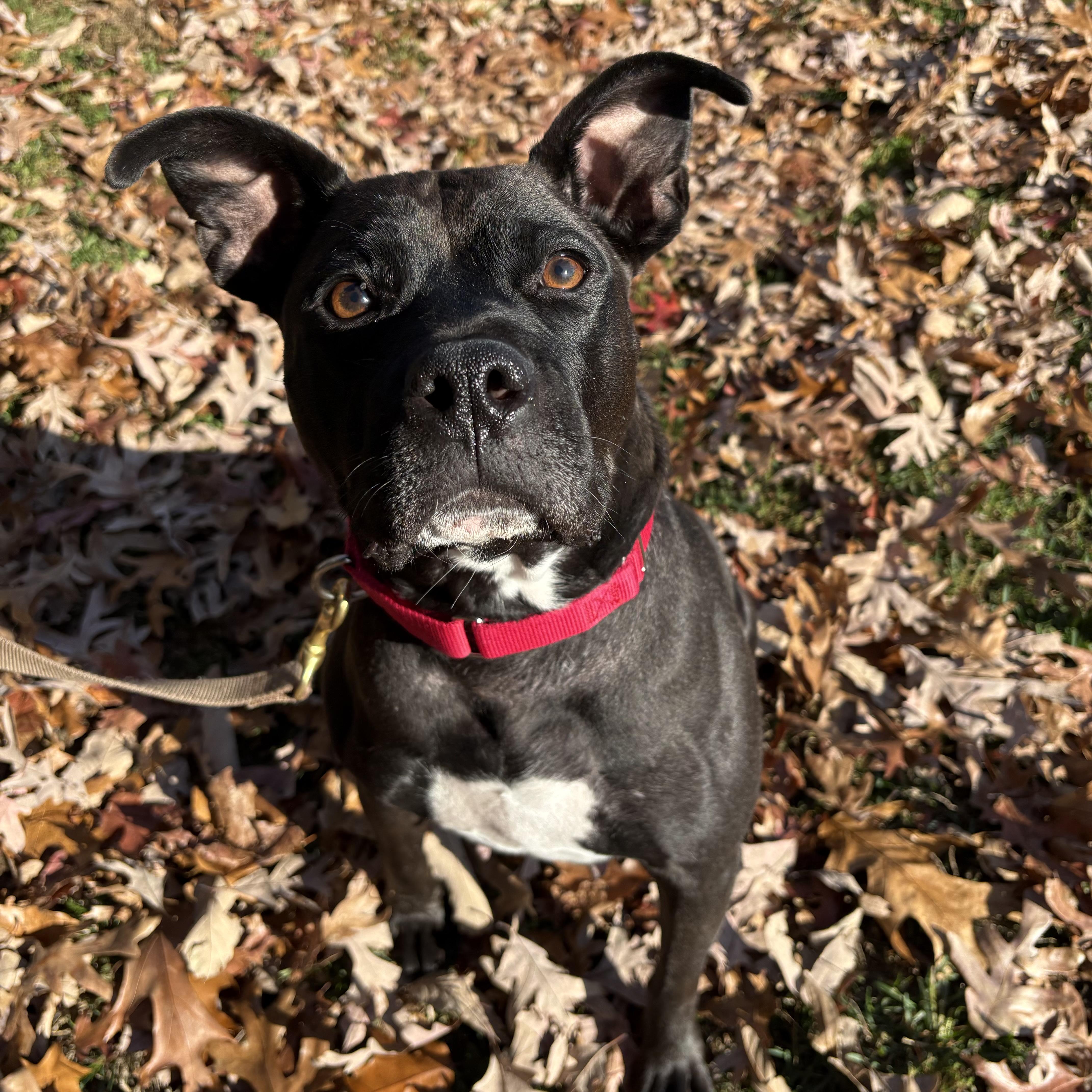Queenie, Adoptable, Adult Female Pit Bull Terrier.