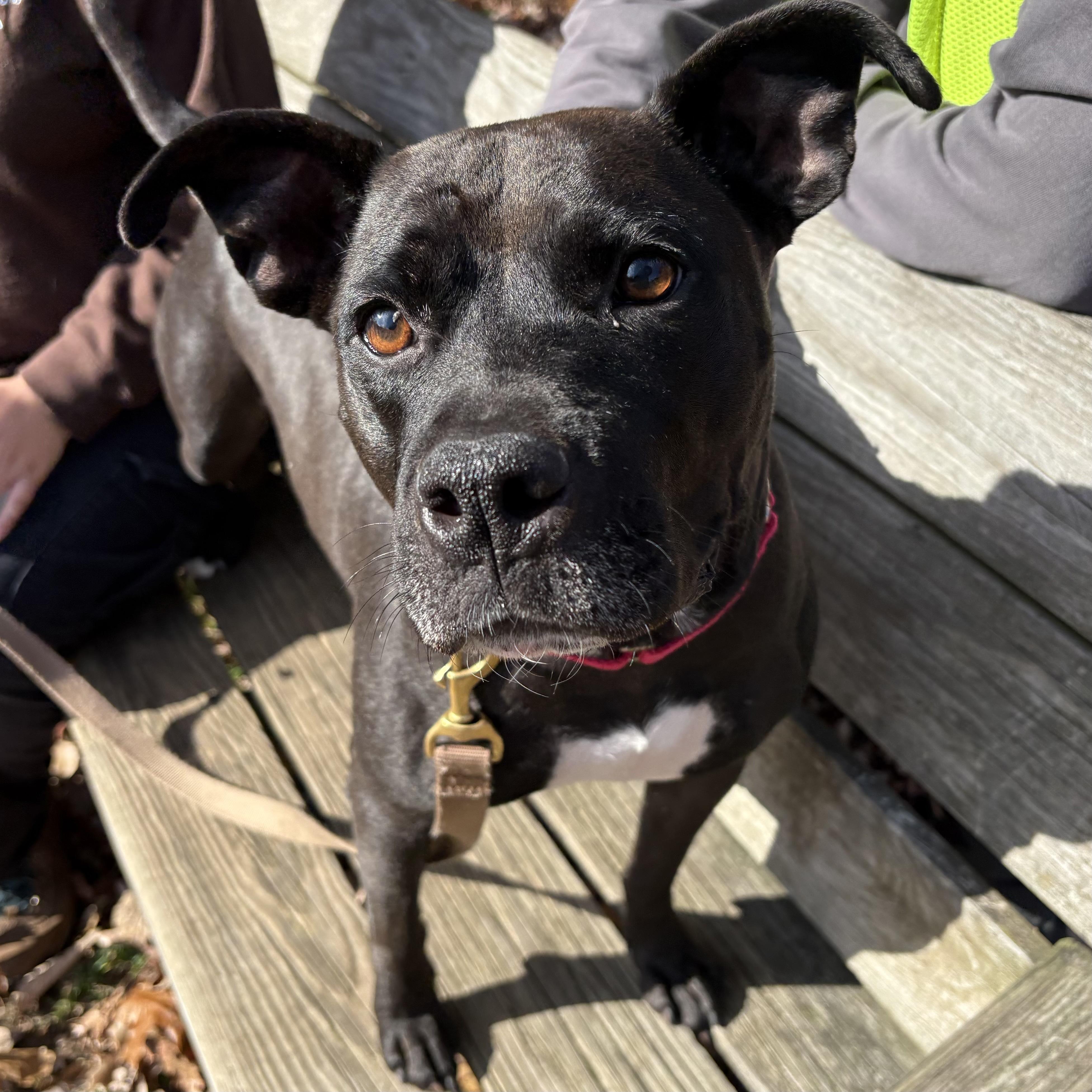 Enlarge Queenie, a Adoptable mixed breed in Eatontown, NJ image 2/6