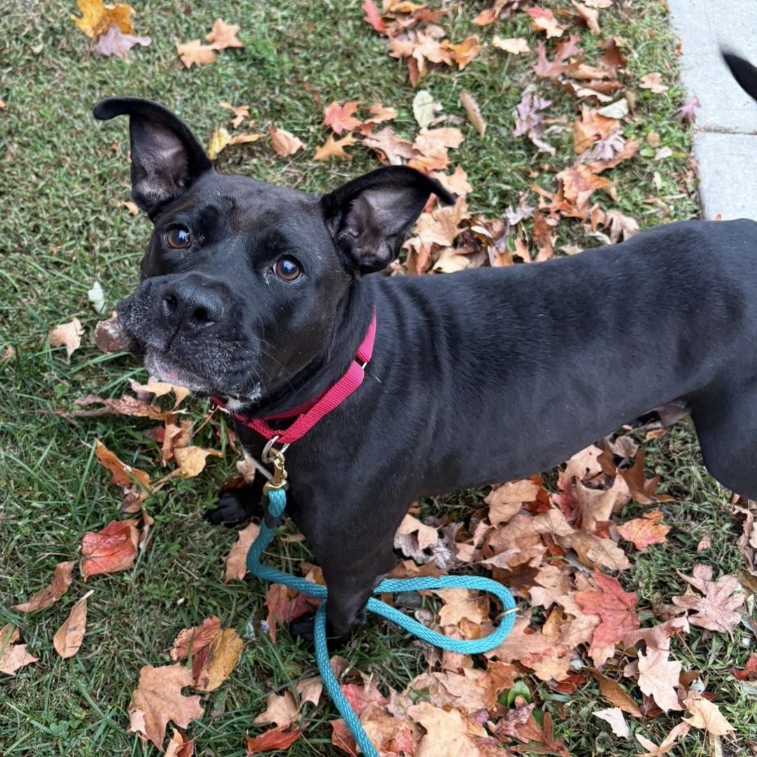 Enlarge Queenie, a Adoptable mixed breed in Eatontown, NJ image 3/6