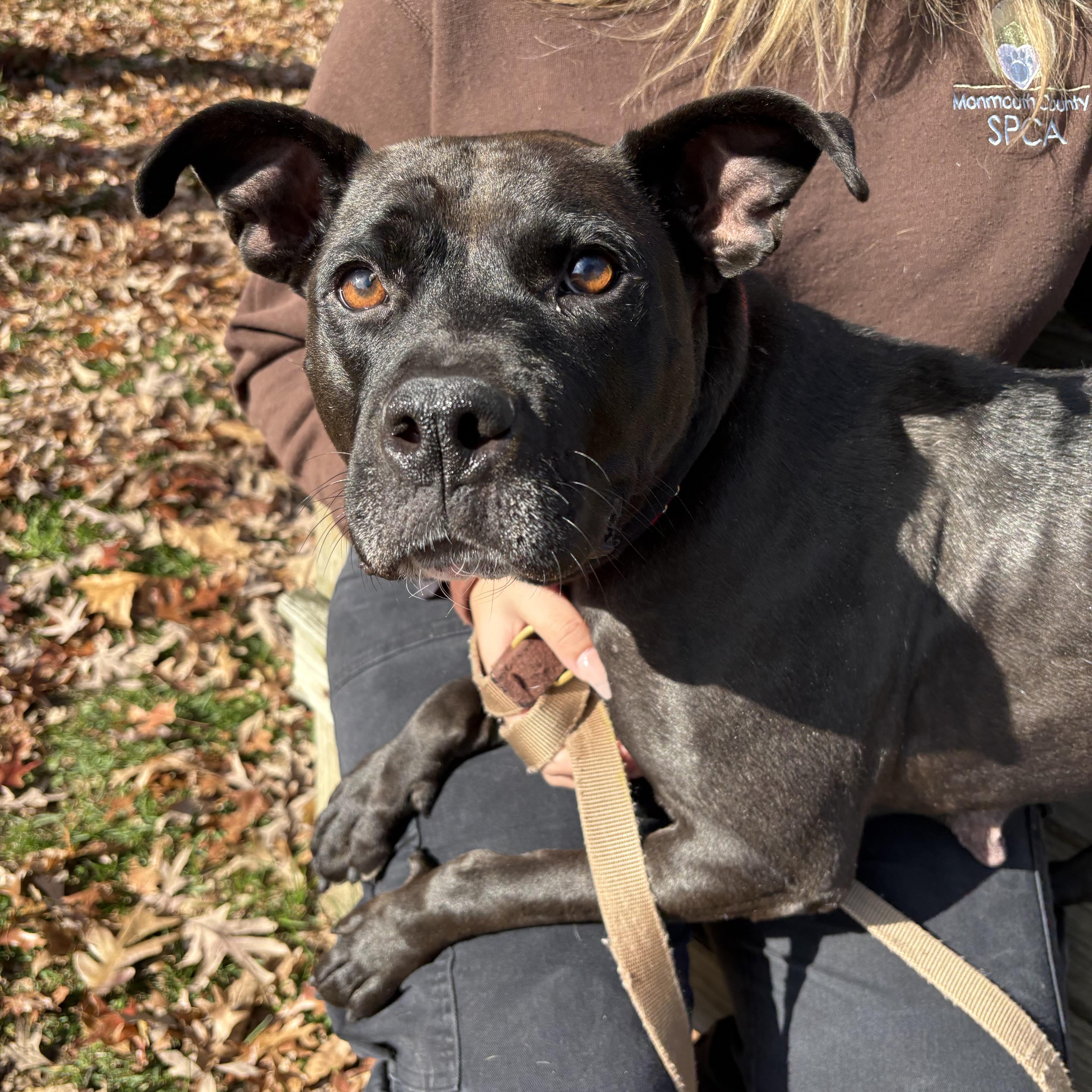 Enlarge Queenie, a Adoptable mixed breed in Eatontown, NJ image 4/6