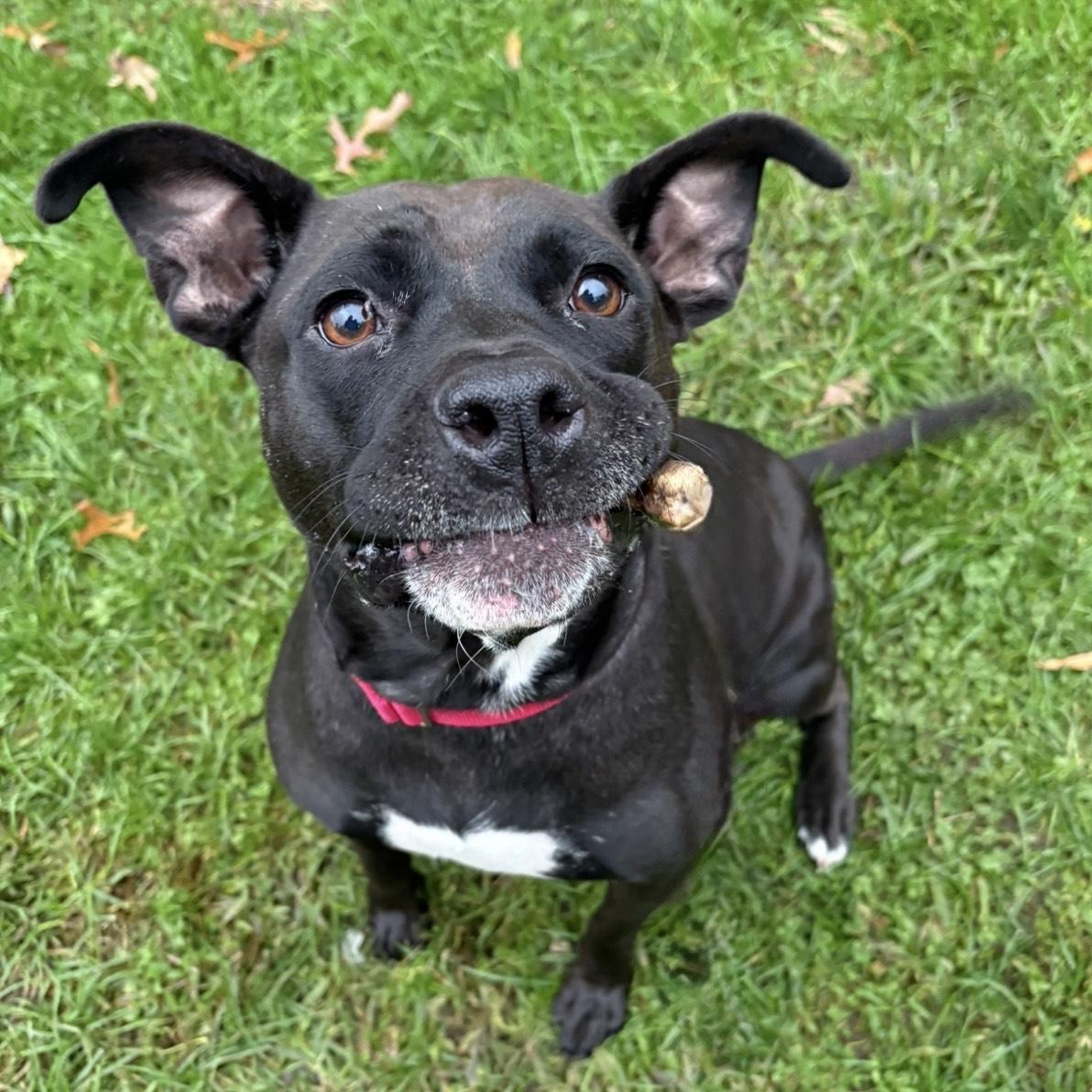 Enlarge Queenie, a Adoptable mixed breed in Eatontown, NJ image 5/6