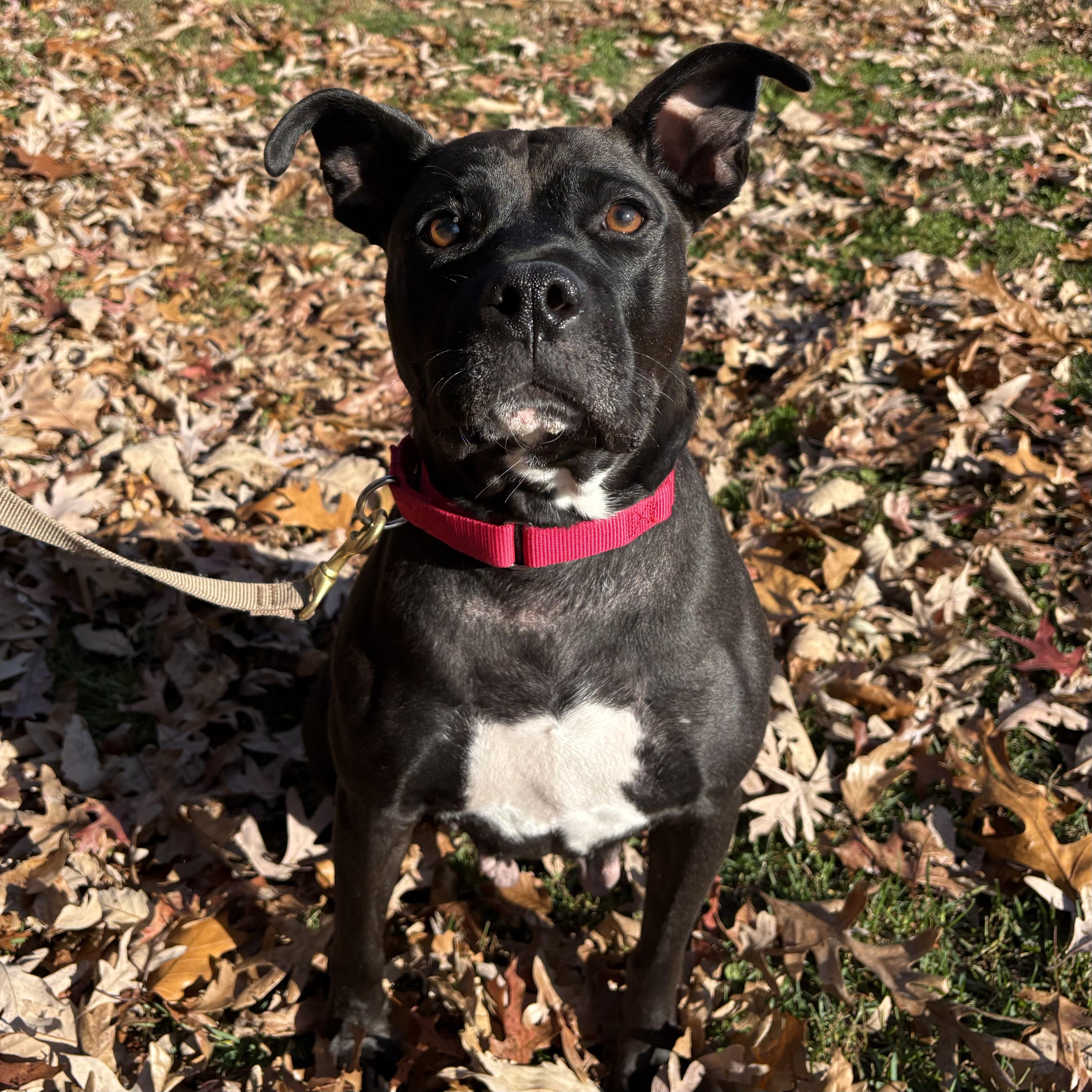 Enlarge Queenie, a Adoptable mixed breed in Eatontown, NJ image 6/6
