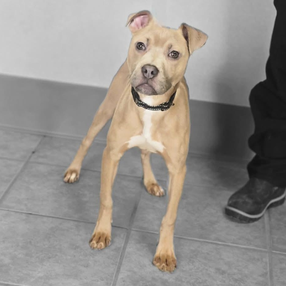 Franklin, adopted, Puppy Male Pit Bull Terrier.
