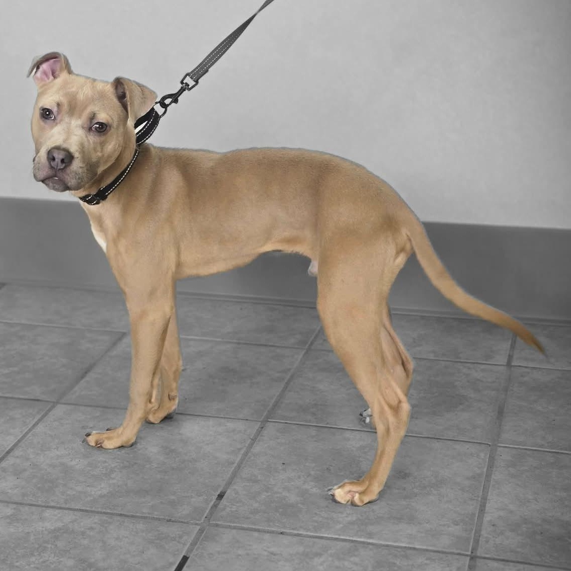 Enlarge Franklin, an adopted Pit Bull Terrier in Waterloo, IA image 3/3