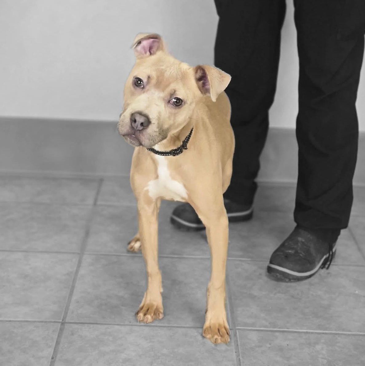 Enlarge Franklin, an adopted Pit Bull Terrier in Waterloo, IA image 2/3