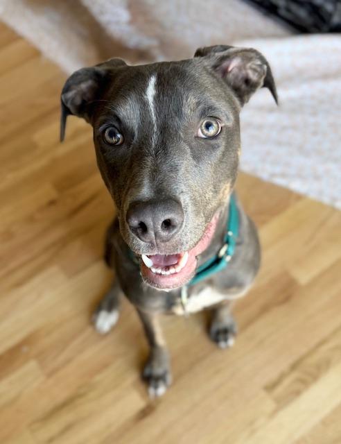Enlarge Ellie, a ADOPTABLE mixed breed in Denver, CO image 2/3