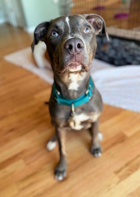 Ellie, ADOPTABLE, Puppy Female Pit Bull Terrier.