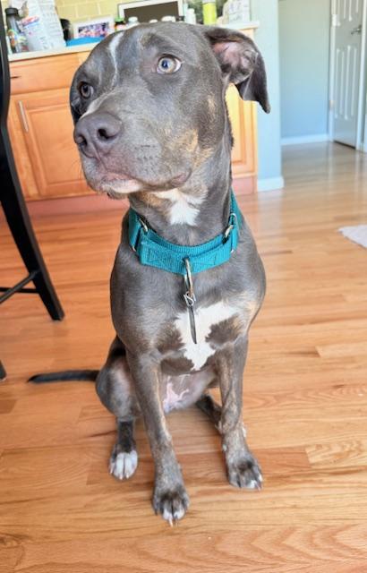 Enlarge Ellie, a ADOPTABLE mixed breed in Denver, CO image 3/3