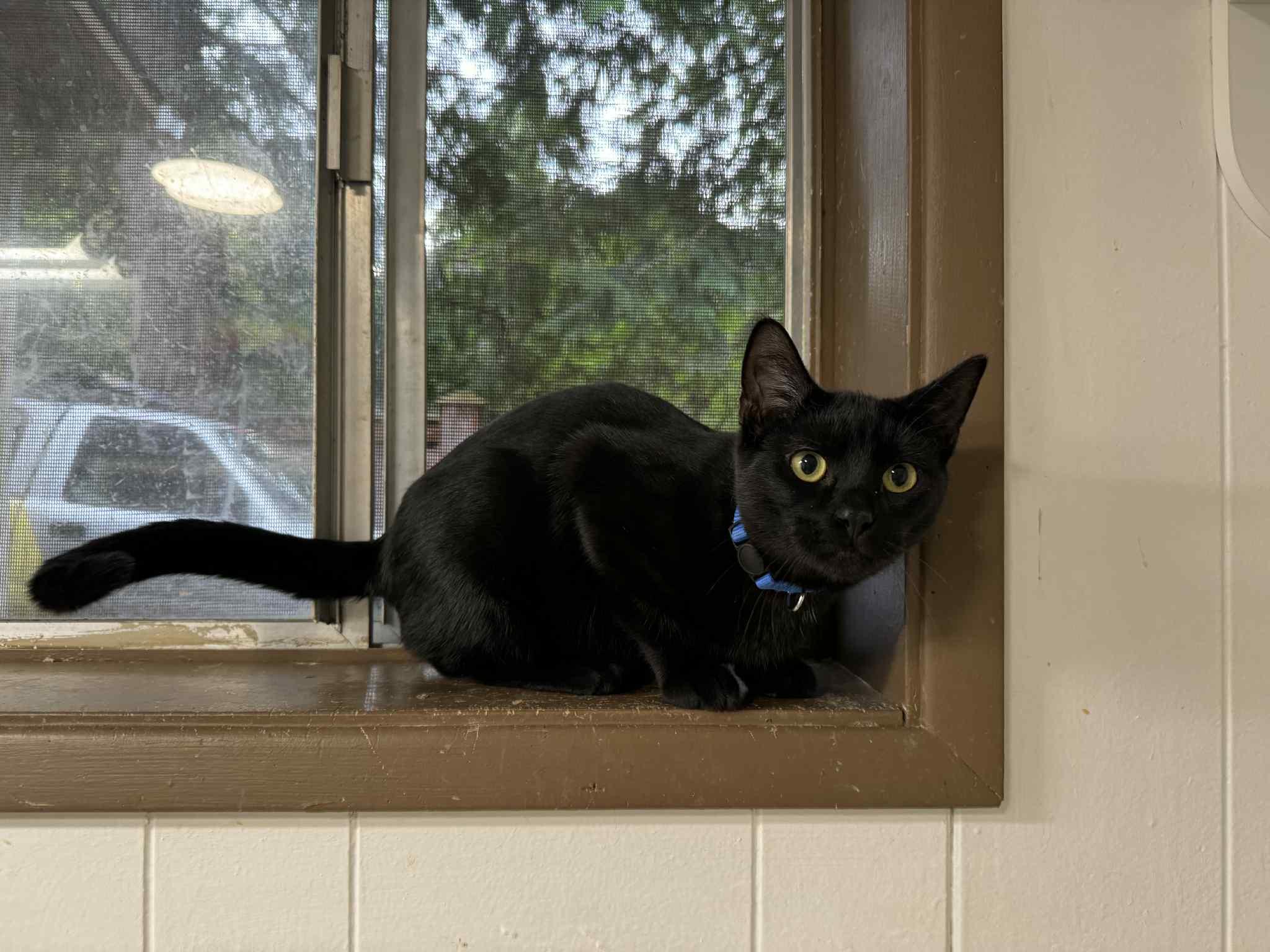 Pisces - AUGUST ADOPTION SPECIAL