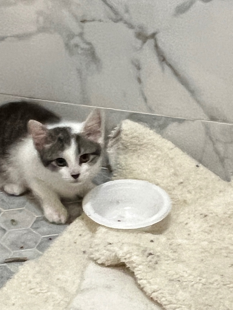 Louise, a Adopted Domestic Short Hair in Staten Island, NY image 1/4