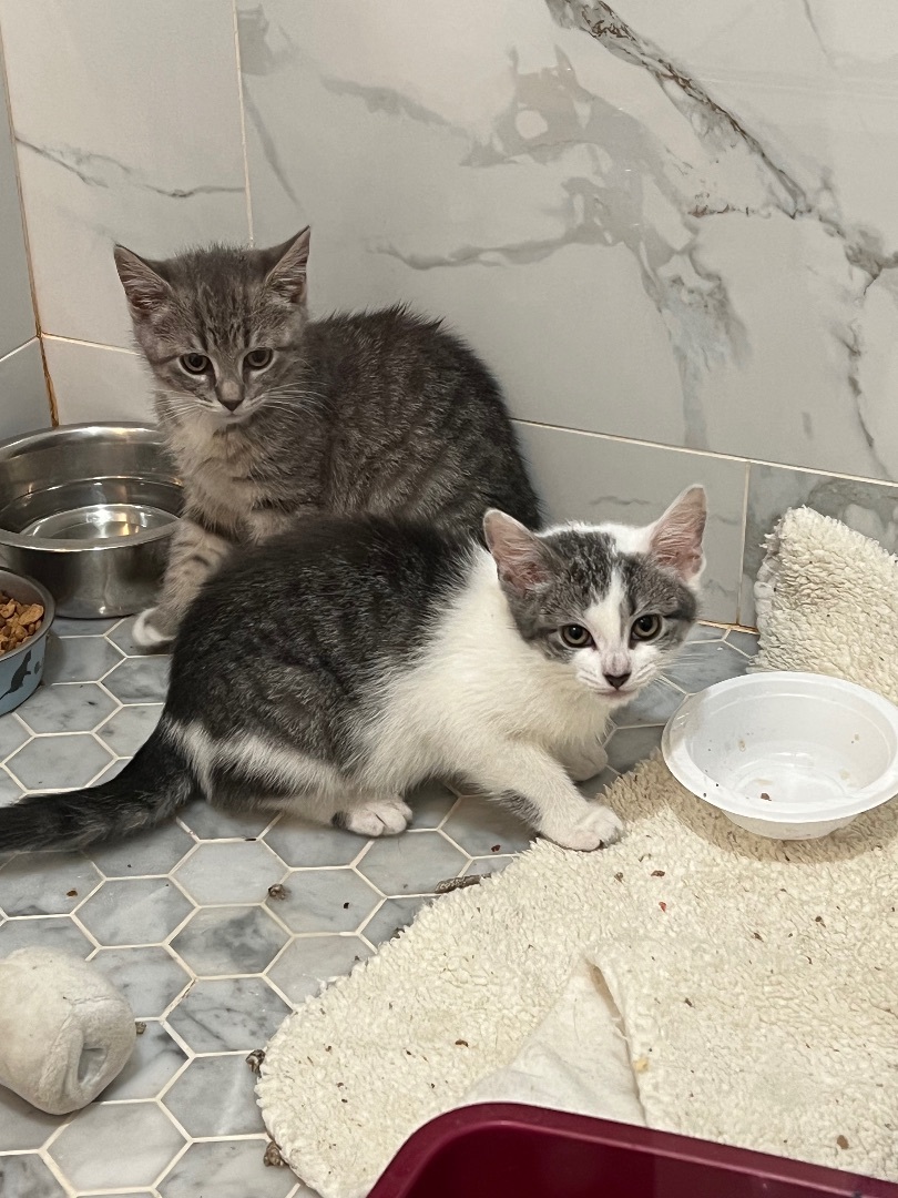 Louise, a Adopted Domestic Short Hair in Staten Island, NY image 2/4