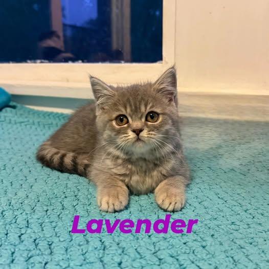 Lavender, an adoptable Munchkin, Scottish Fold in Houston, TX, 77098 | Photo Image 1