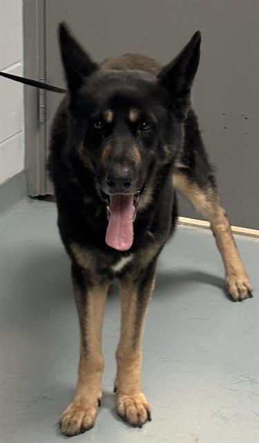 Enlarge BOZER, a Adoptable German Shepherd Dog in Saint Cloud, FL image 1/1