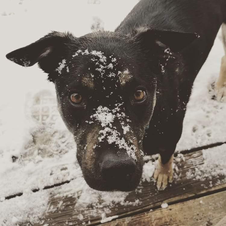 Reggie, Adoptable, Senior Male Border Collie.