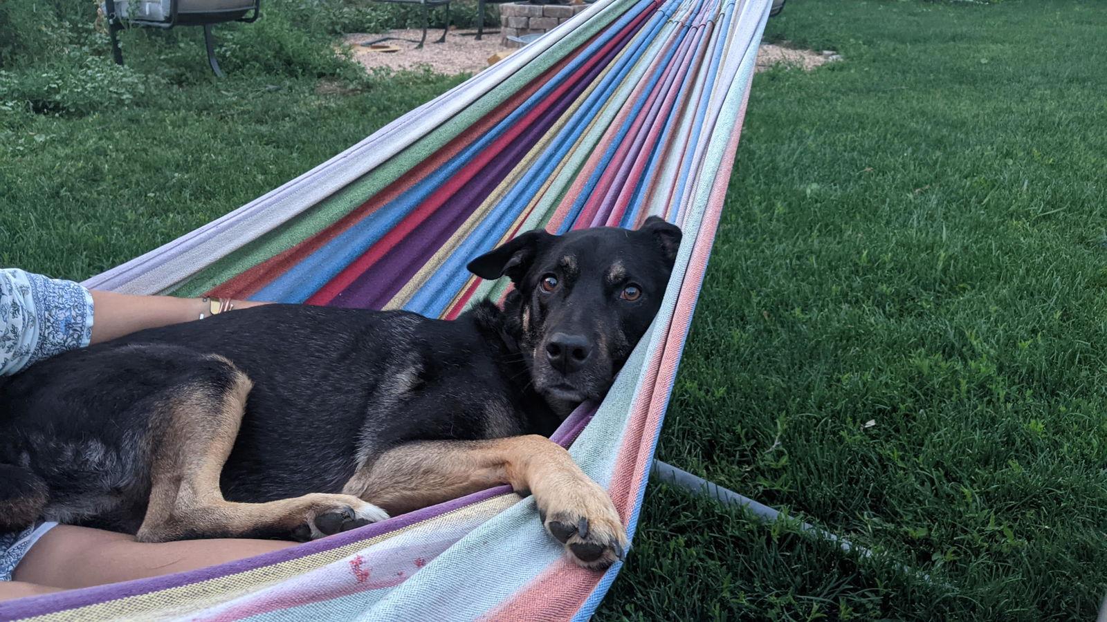 Reggie, a Adoptable Border Collie in Fort Collins, CO image 3/3