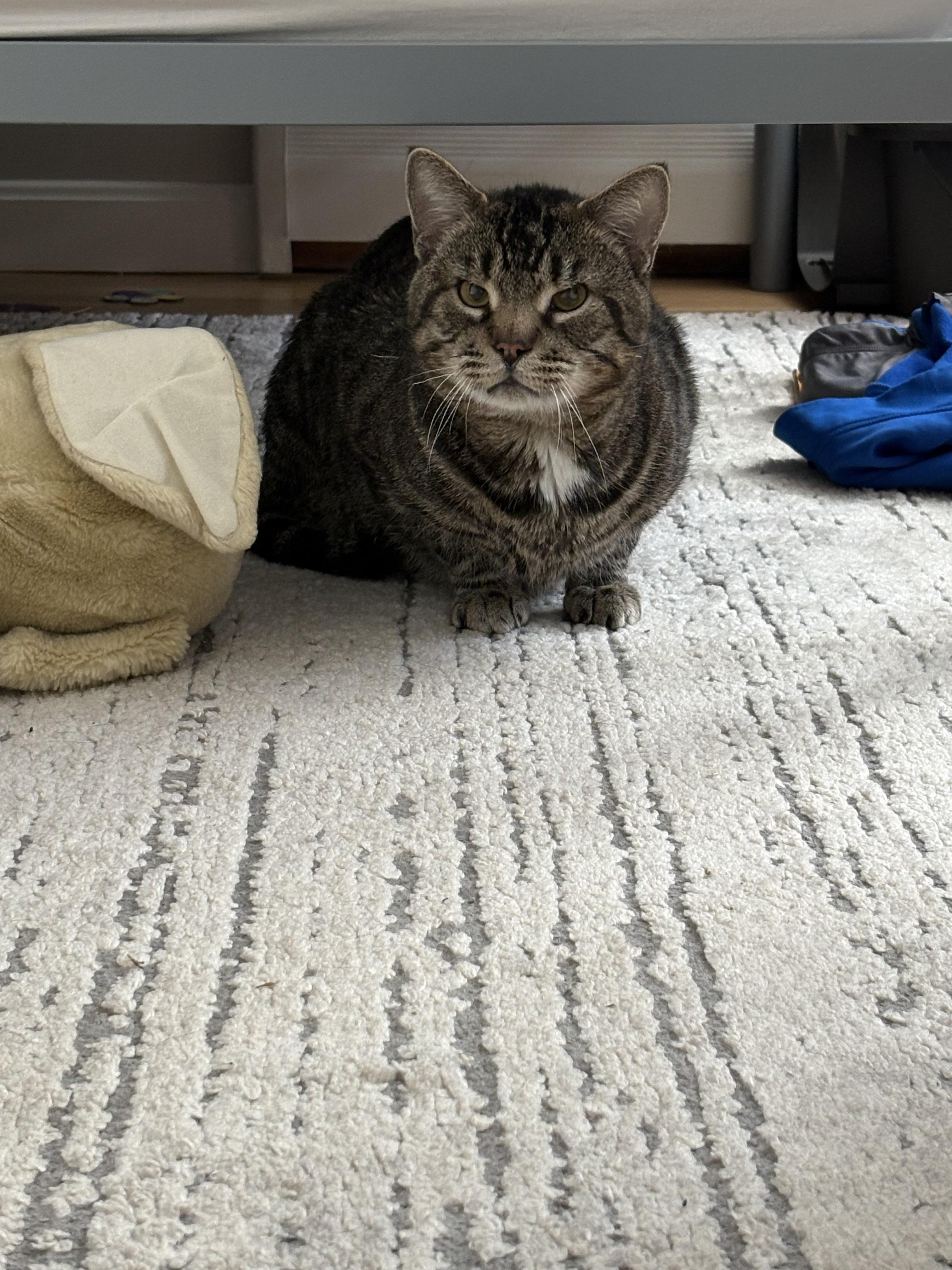 Enlarge Thud- looking for a cat friend, a ADOPTABLE Domestic Short Hair in Manchester, NH image 1/1